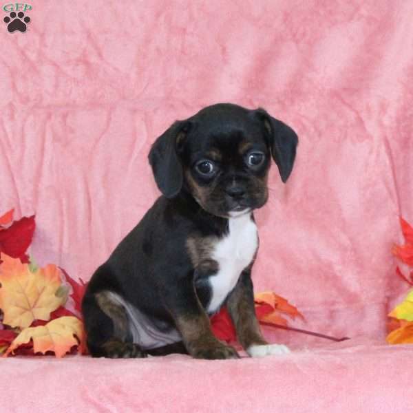 Violet, Boston Terrier Mix Puppy